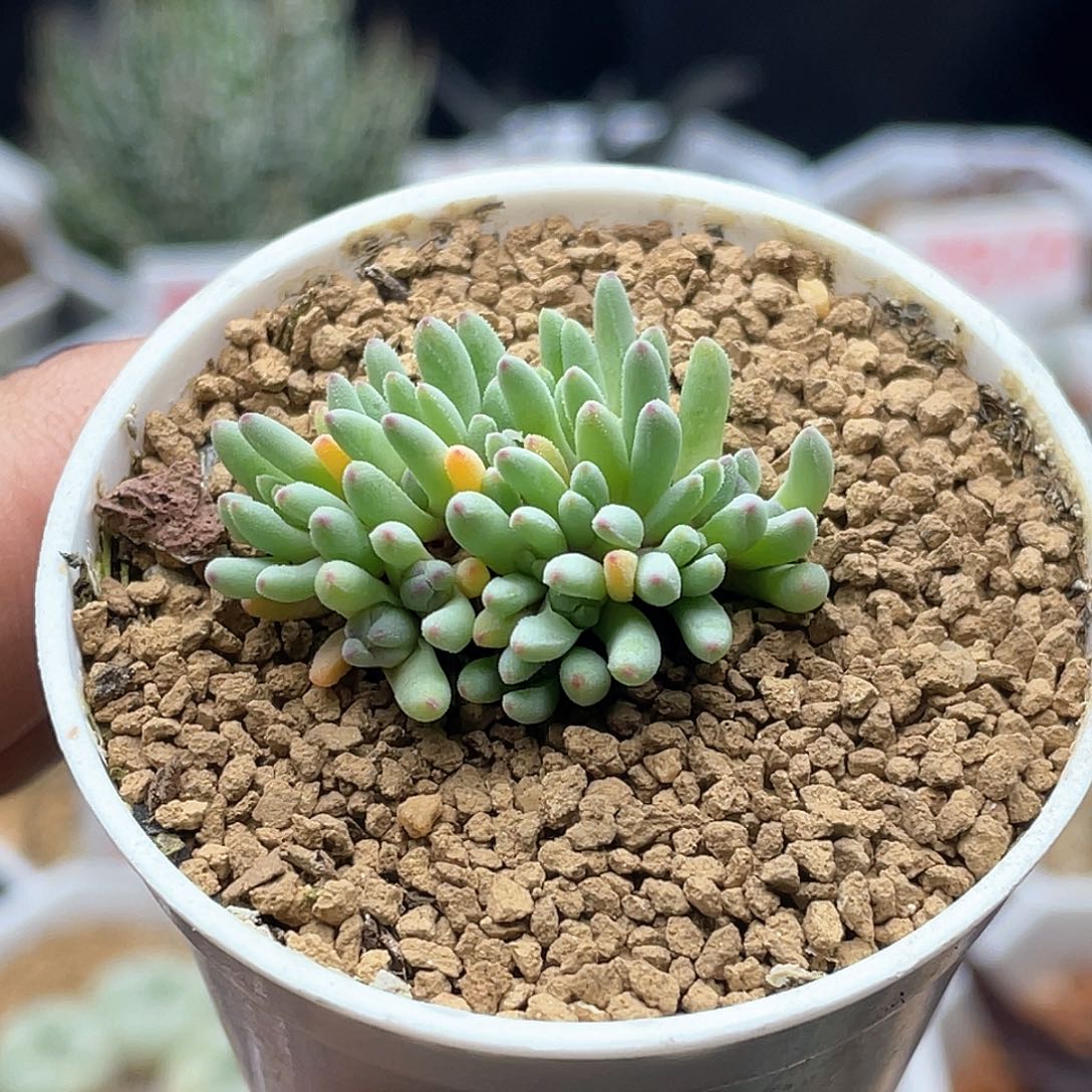 葵珊瑚 致远多肉植物