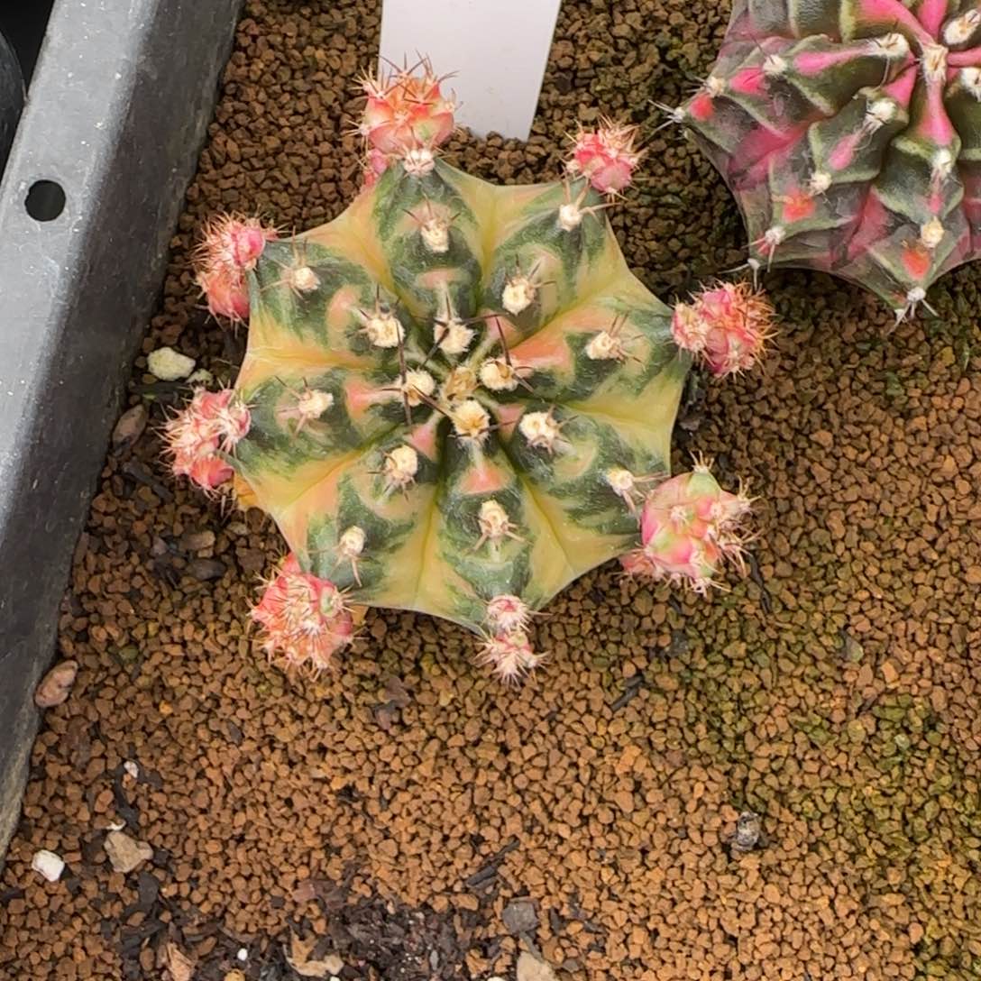 166-0213马克脱土发多肉