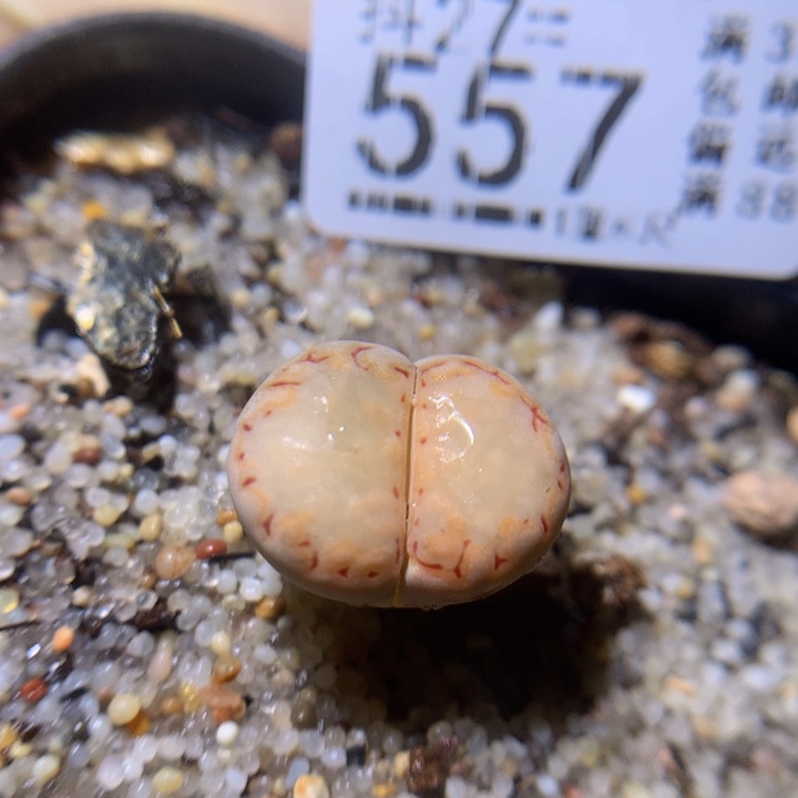 精品生石花27.557