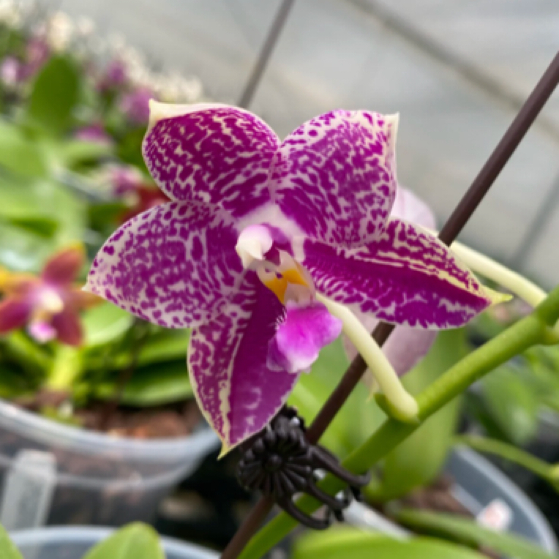 蝴蝶兰林登斑马826 兰场直发