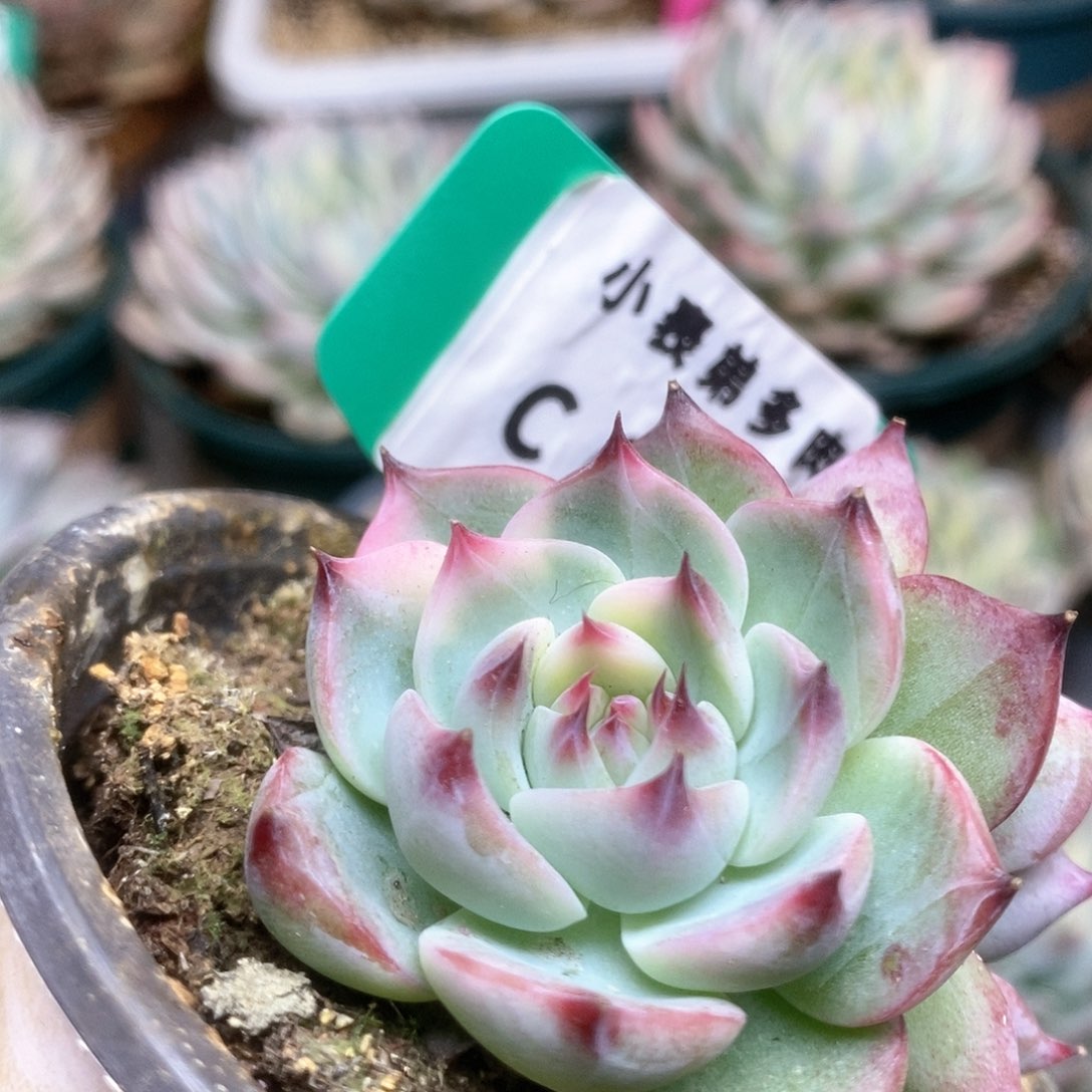 727锦锦锦锦锦锦锦