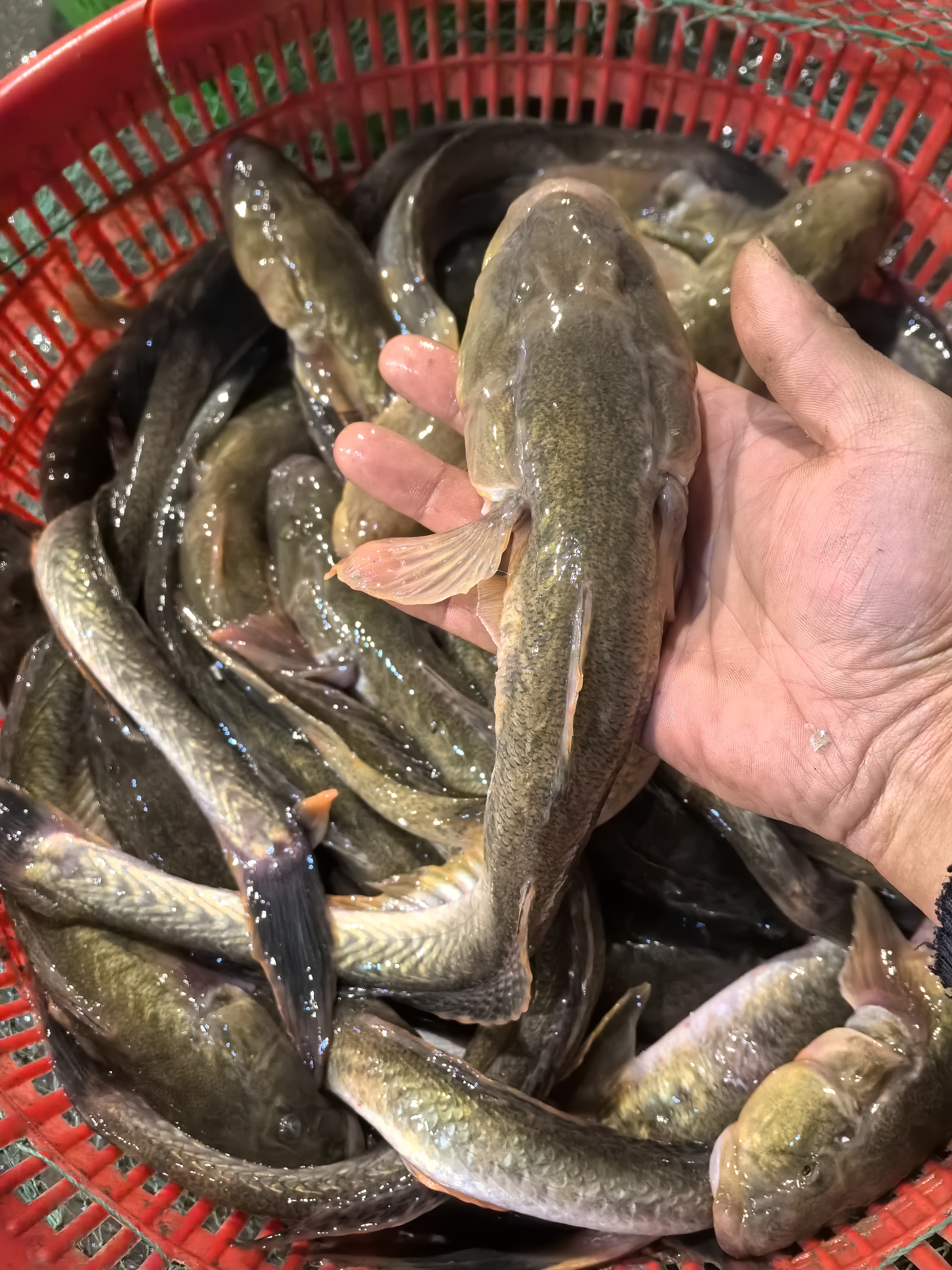 【东海龙宫御贡｜沙光鱼·年度洄游限定】月光海味！