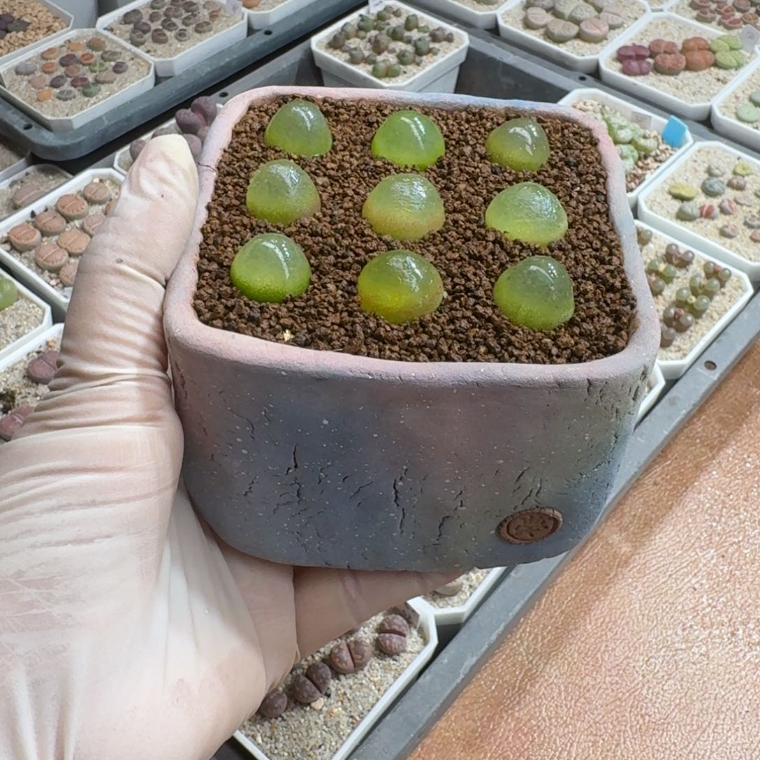 V***a1123-038连盆带花灯泡