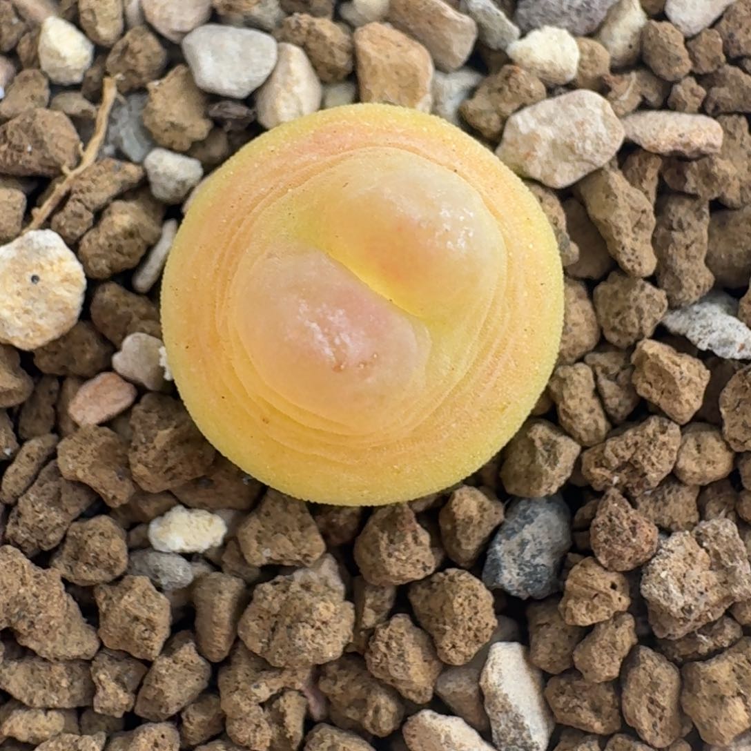 粉体拉登啾啾窗尺寸1.35五号