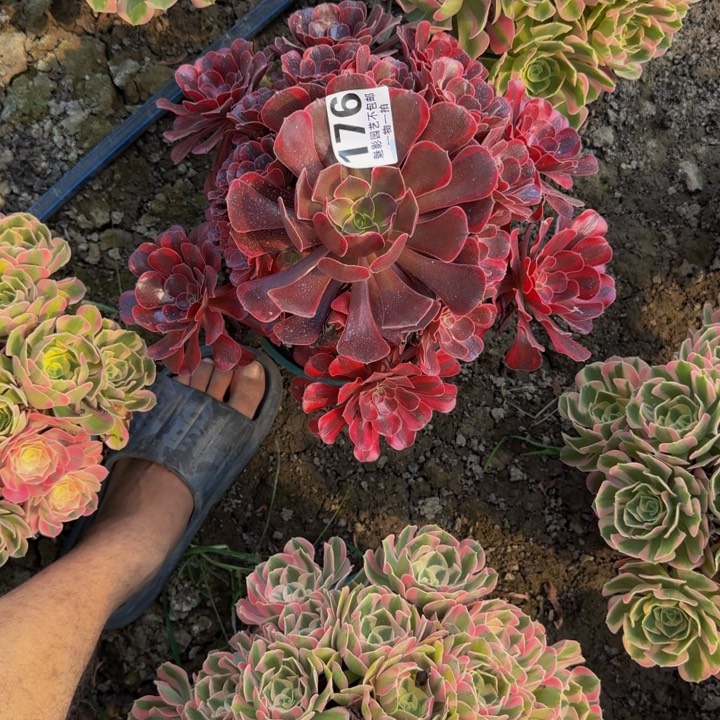 皇冠花25-44包邮花花