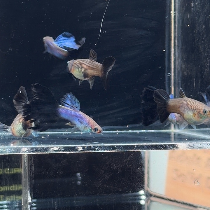 孔雀鱼新家蓝破损特价3对