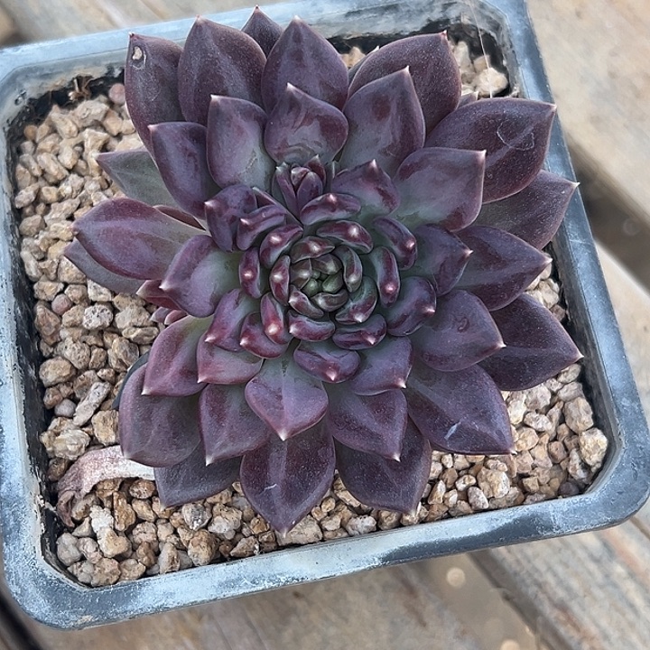 (***曦美人杂交特价一物一拍