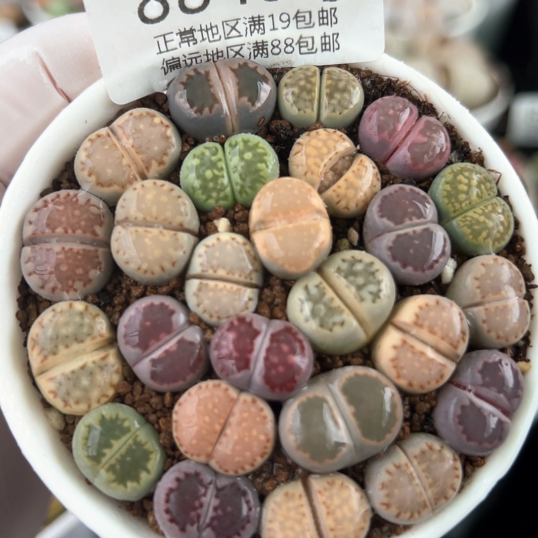 好养易活生石花大母本8845