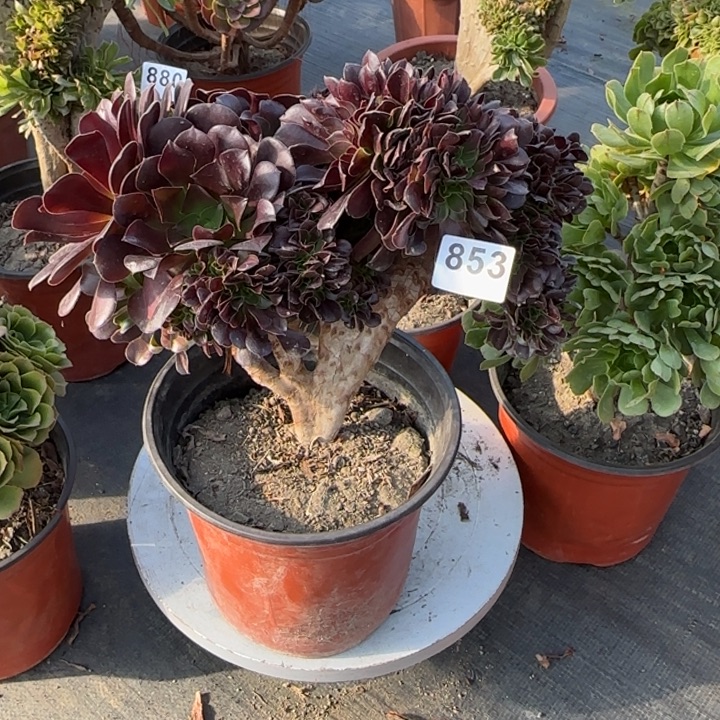 多肉植物欧紫缀853