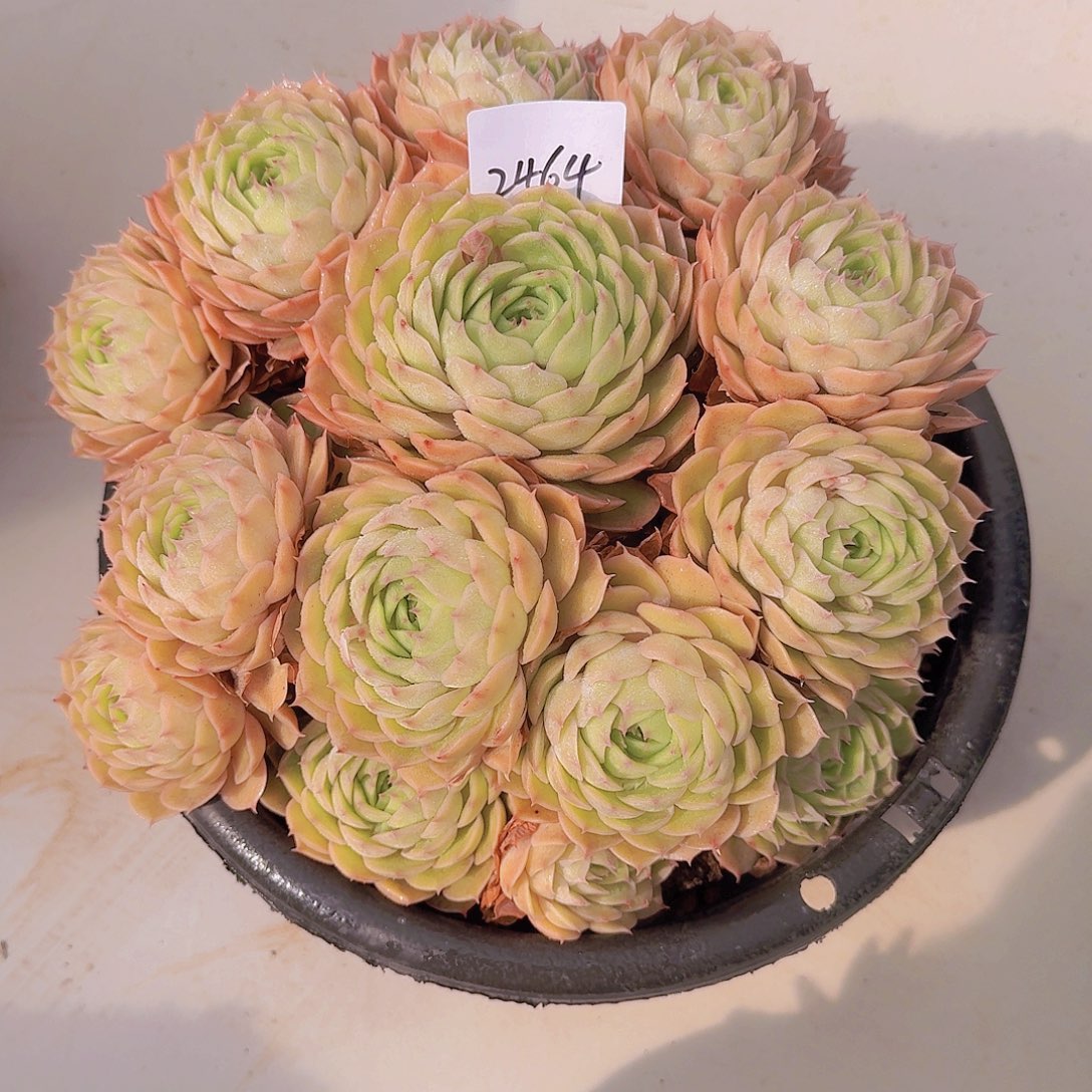 2464昂斯诺多肉植物