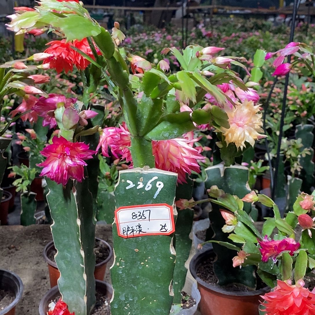 用***真完全开放8357（25米）