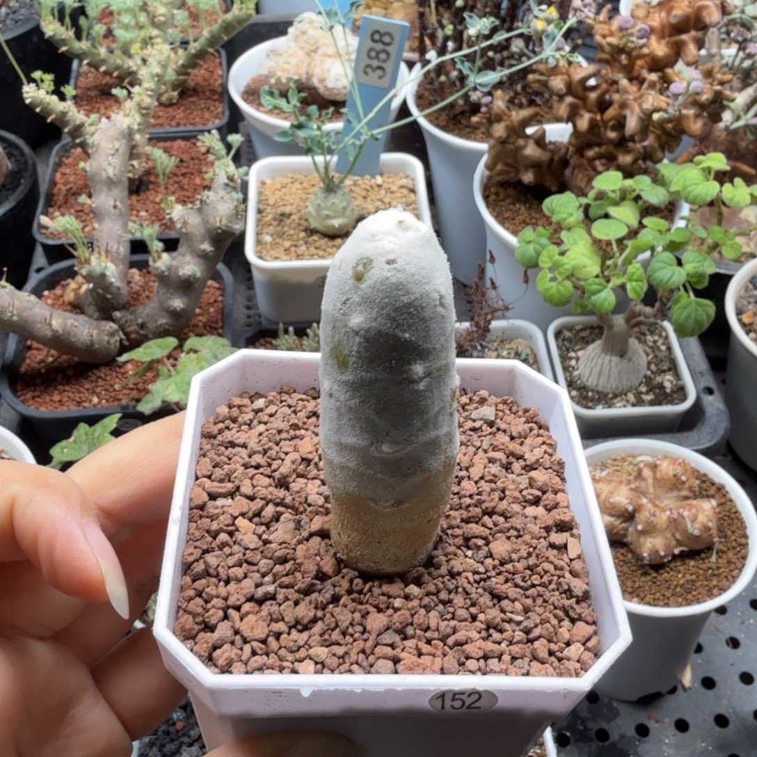 雪鹿厚墩菊152仙人掌