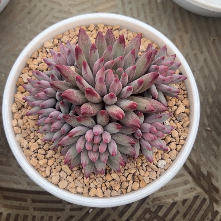 手捧虞美人无砍自然群