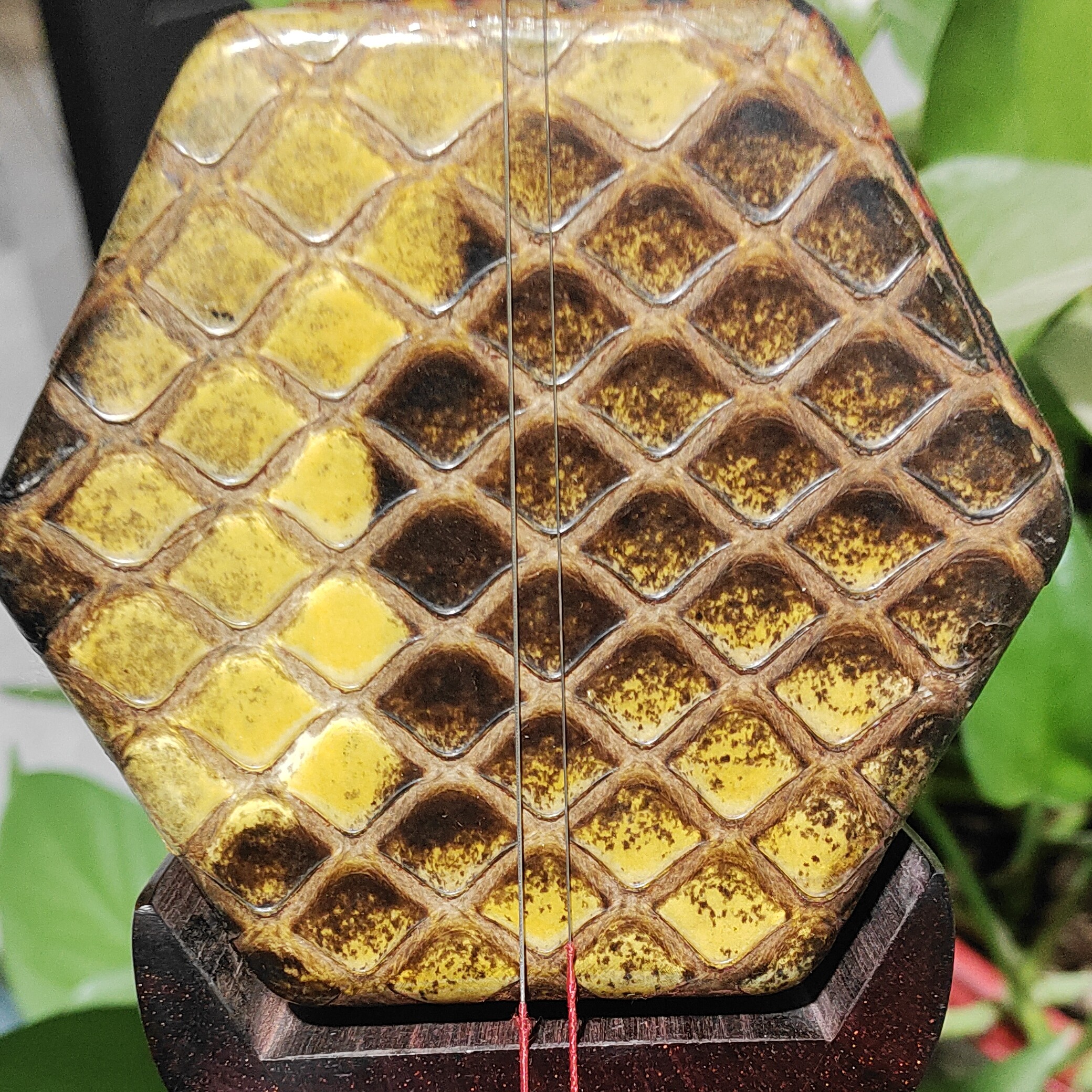 印度金星大叶紫檀