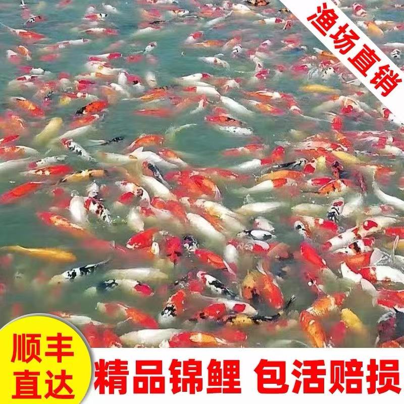 直播链接4乱拍错拍随机发到货录开箱视频