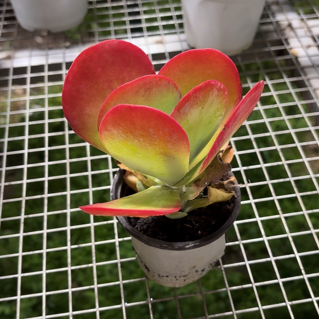 唐印小群12㎝冠幅带盆土发货