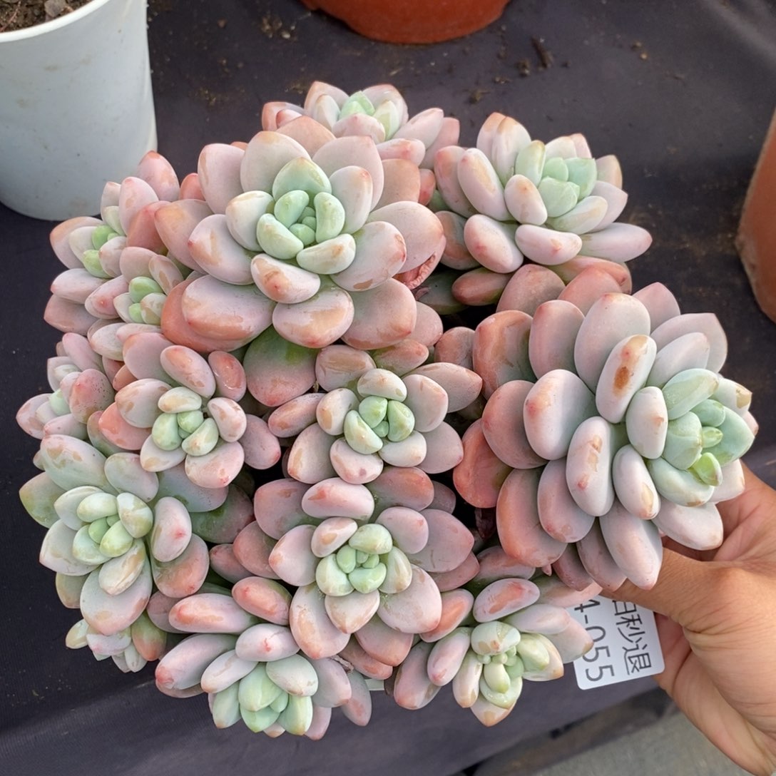 两单包邮1224-55洛神