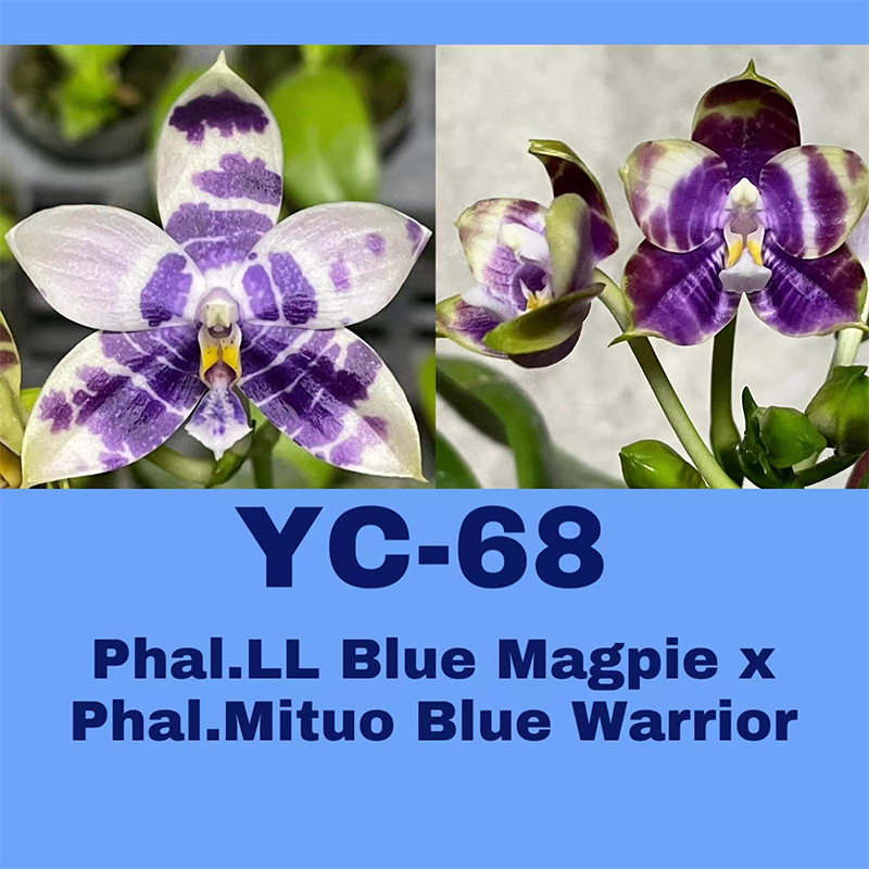 1.7寸 YC68 柳林蓝喜鹊交蓝战士-苗 趣味蝴蝶兰