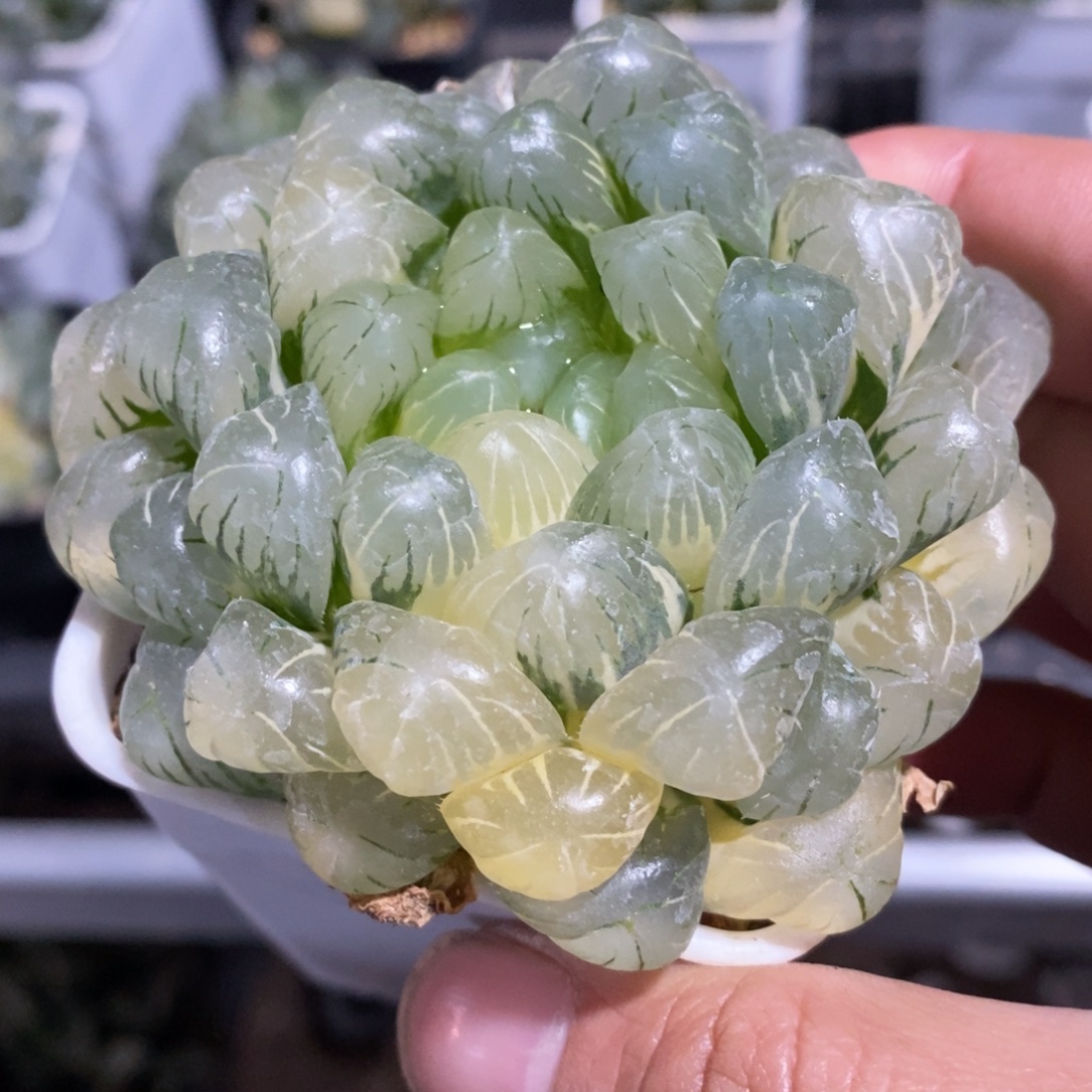 一颗湖水玉露锦 元旦福利