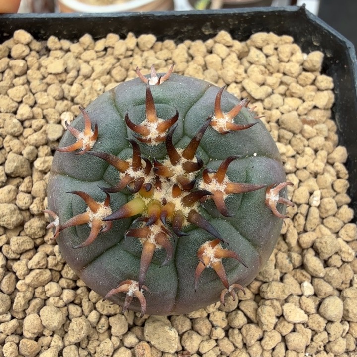 实生猫爪1430 （满28包邮）