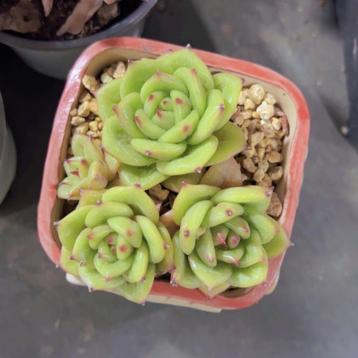 健健康康平平安安