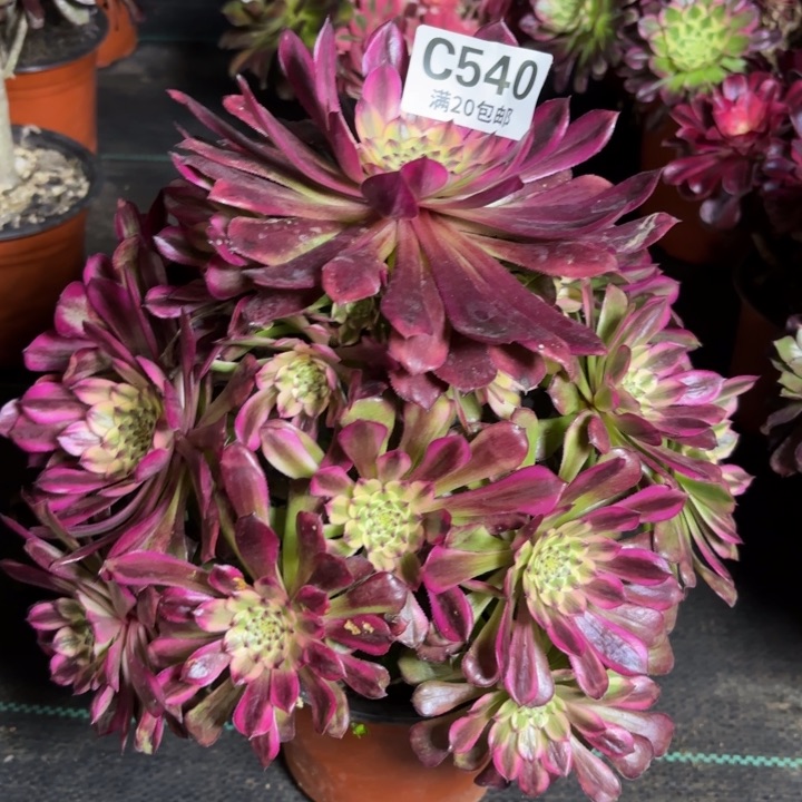 瑞妈一物一拍540