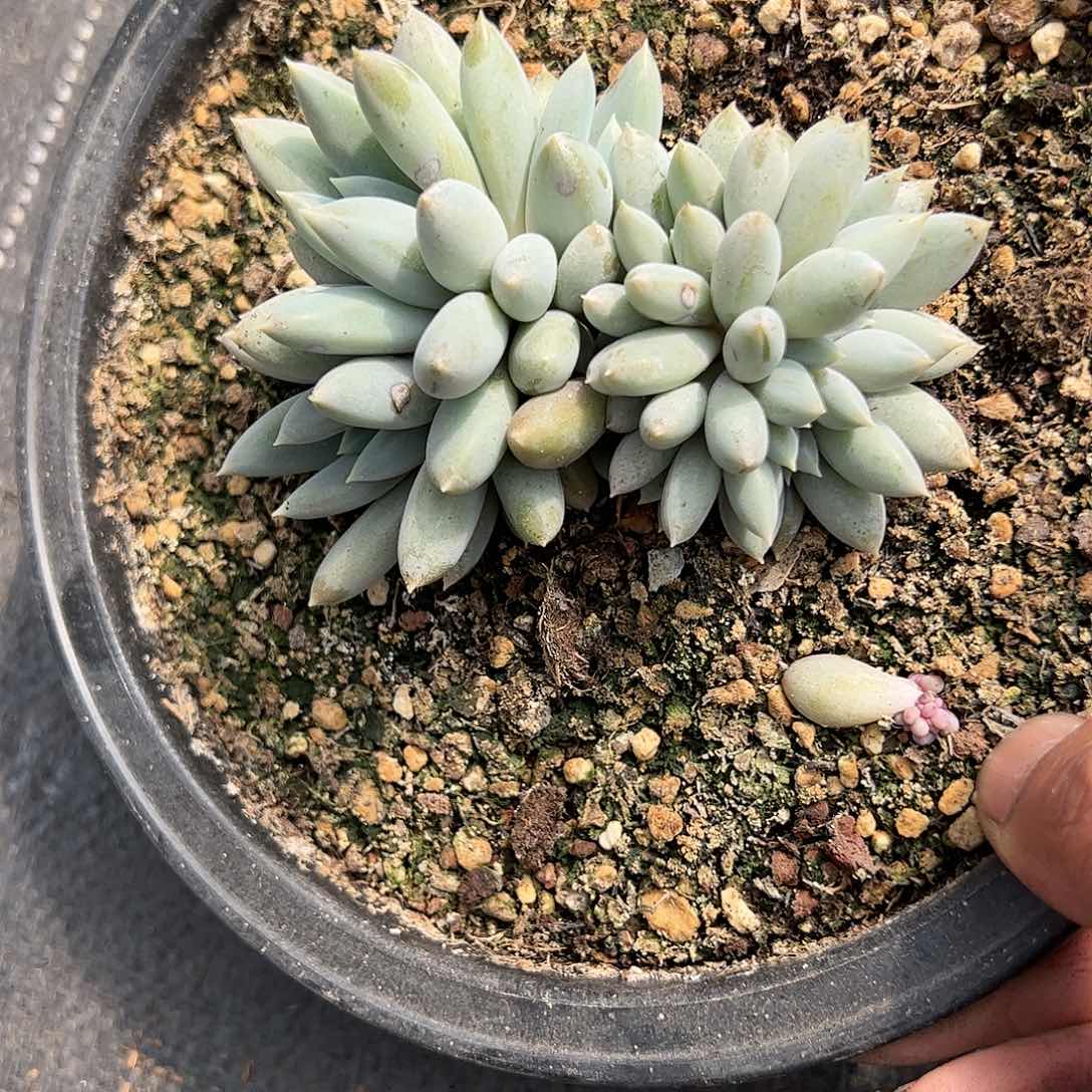 【闪购商品】哥特缀化多肉植物