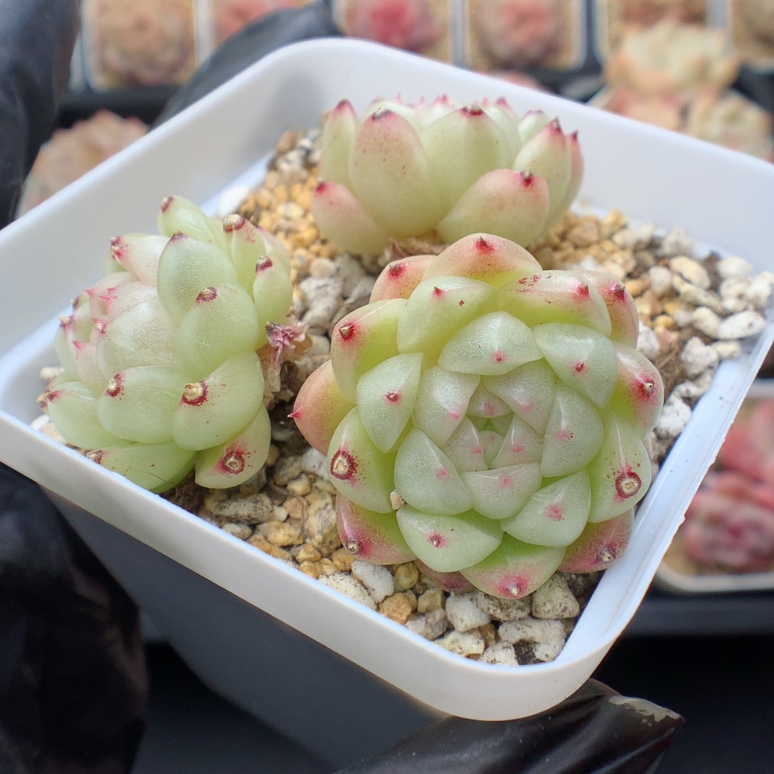 多肉植物。 麦秆76