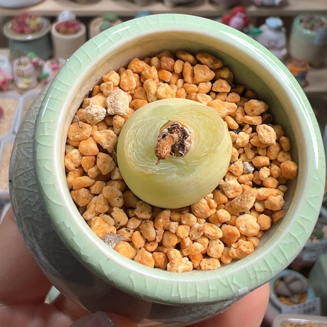 多肉植物184号0泡