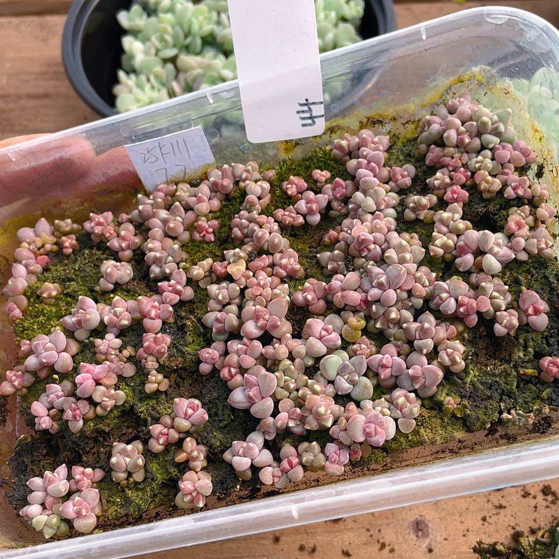 本***.多肉植物多肉植物44