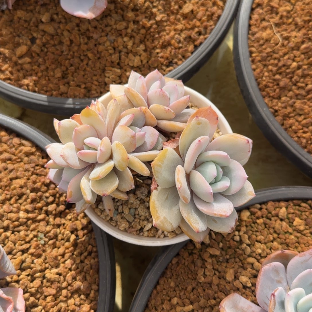 海***豚奶茶朵朵缀多肉。      