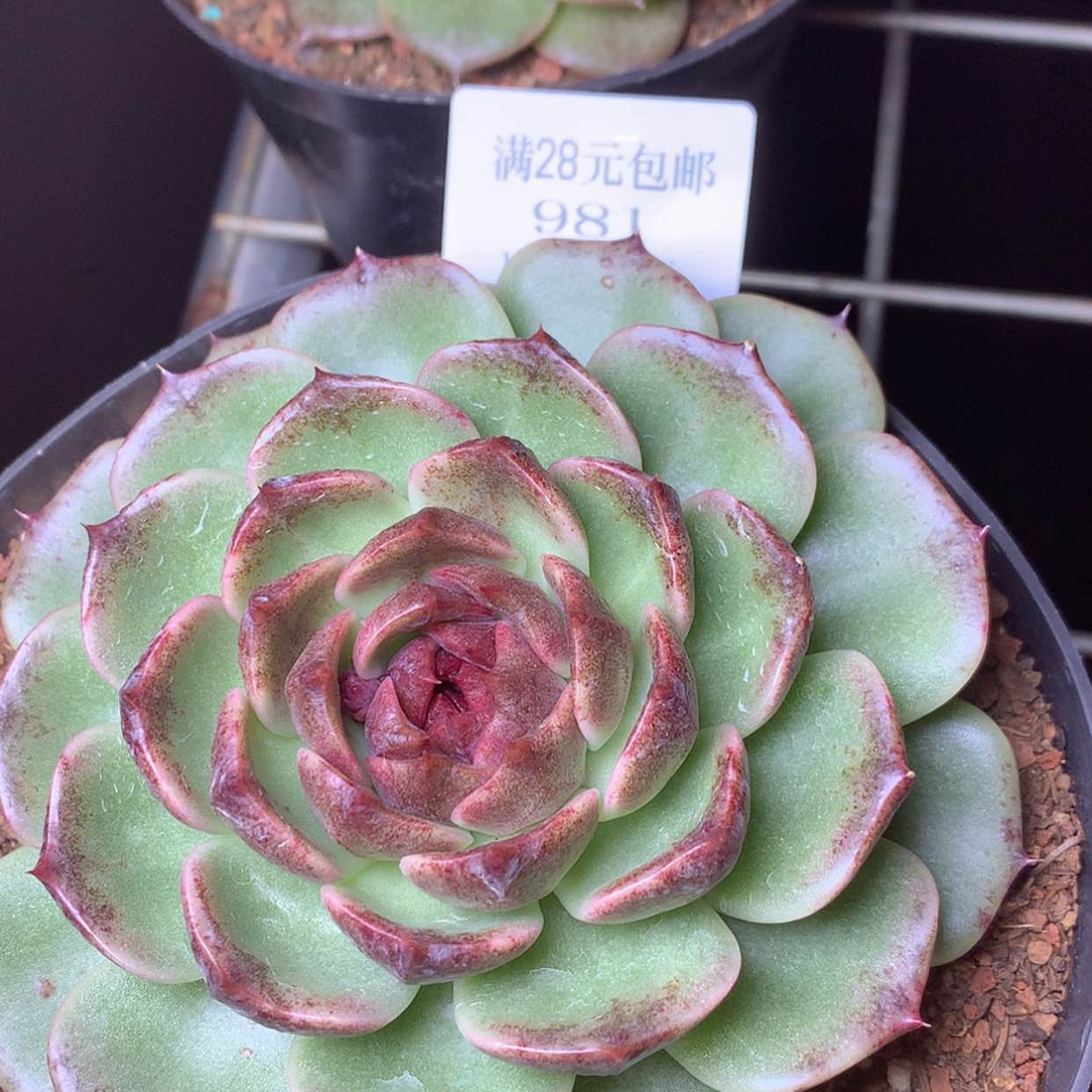 【闪购商品】云981号