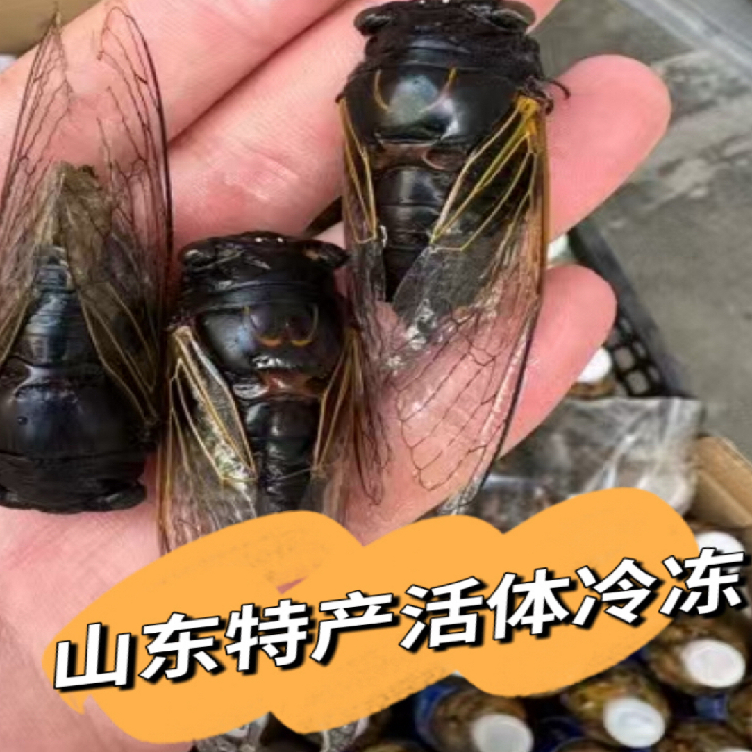 新鲜速冻老知了老蝉新鲜黑蝉老节流鬼
