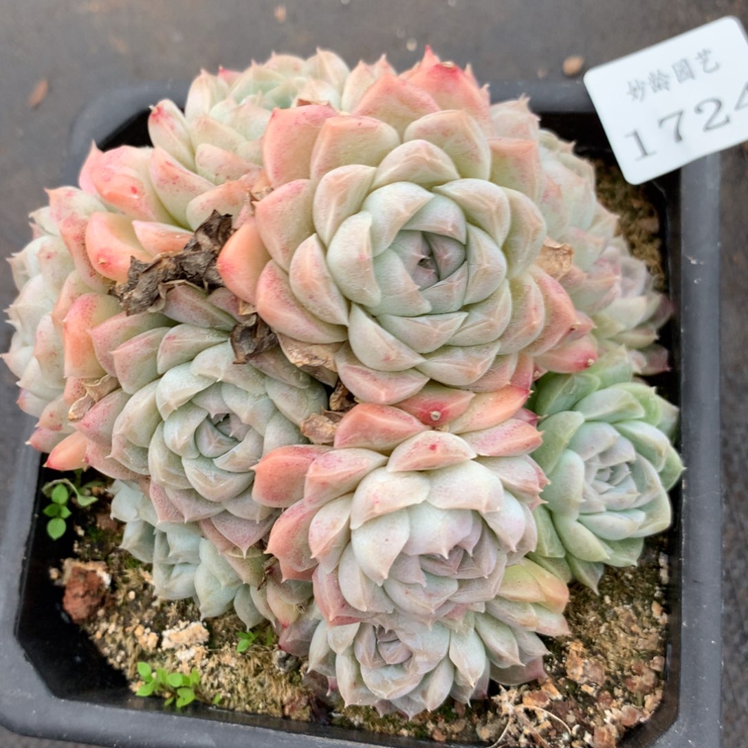 1724杂交精品基地12厘米