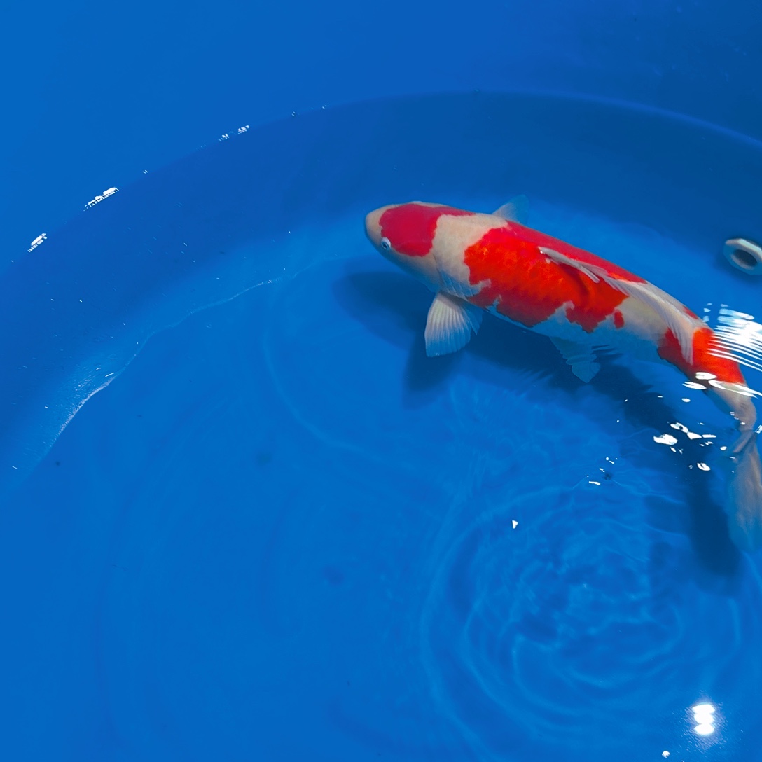 锦鲤红白专拍链接