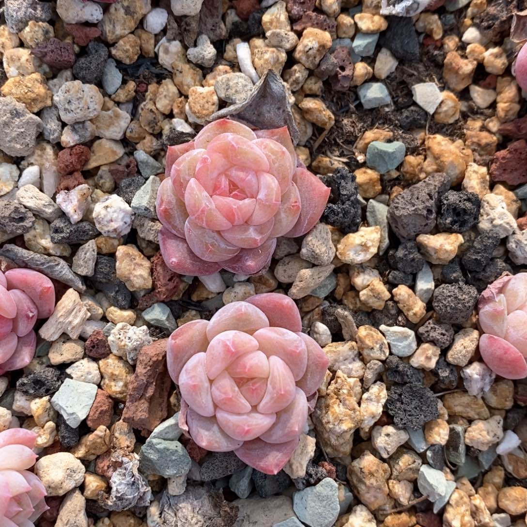 精品多肉一物一拍不包整56