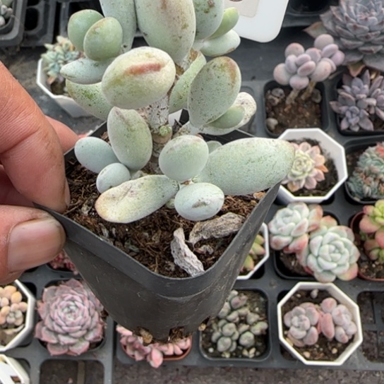 293乒乓福娘多肉植物多
