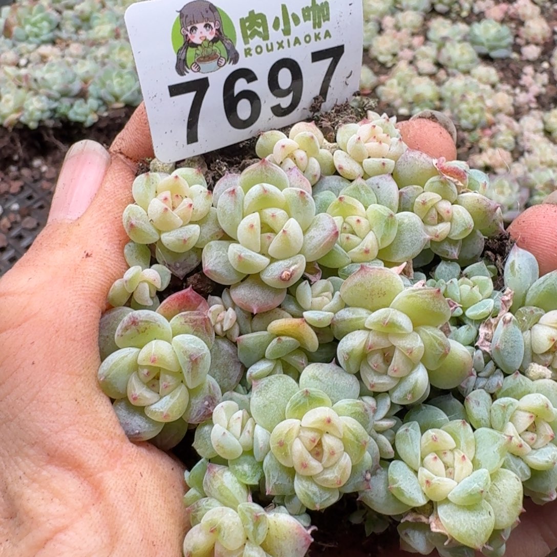 多肉植物多肉植物