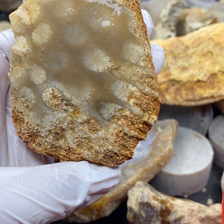 【闪购商品】未镶嵌珊瑚玉硅化玉