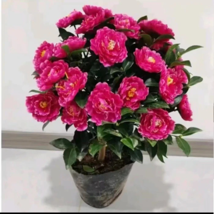 盆栽花卉阳台植物茶梅带花苞发货