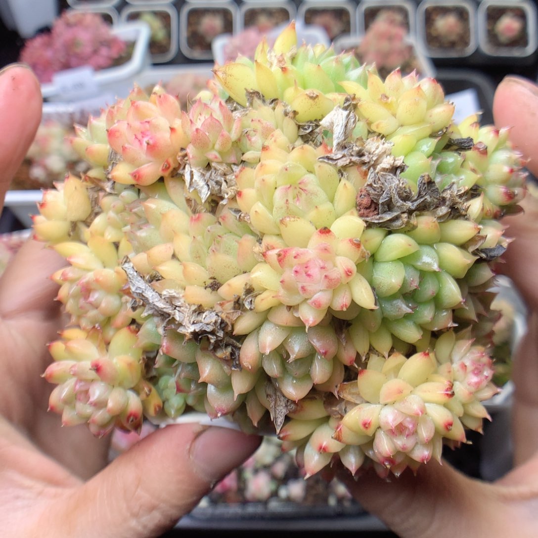 无花朵E73。yyyyyy