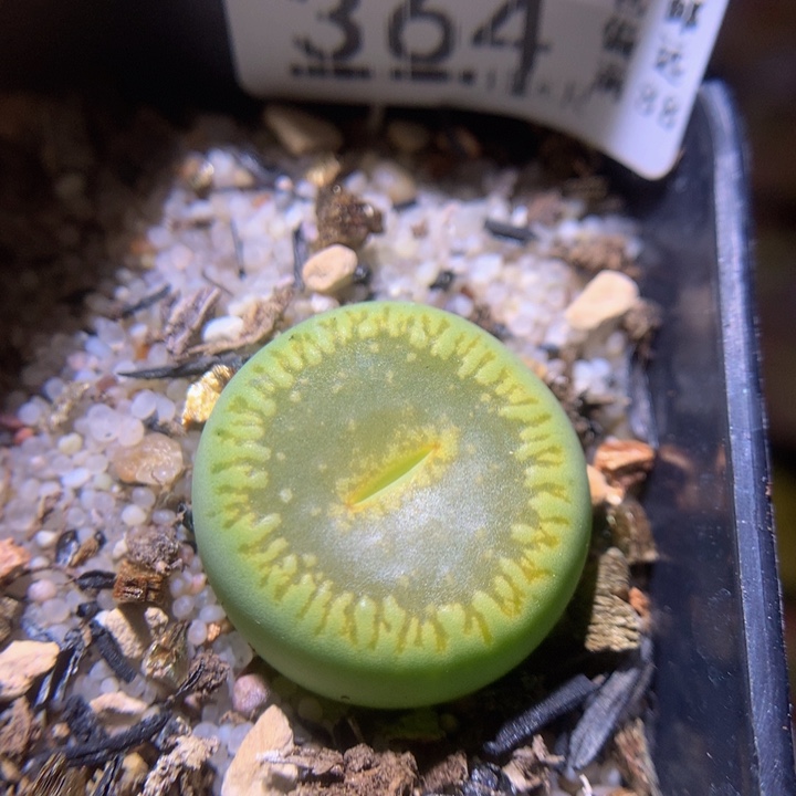 精品生石花217.364