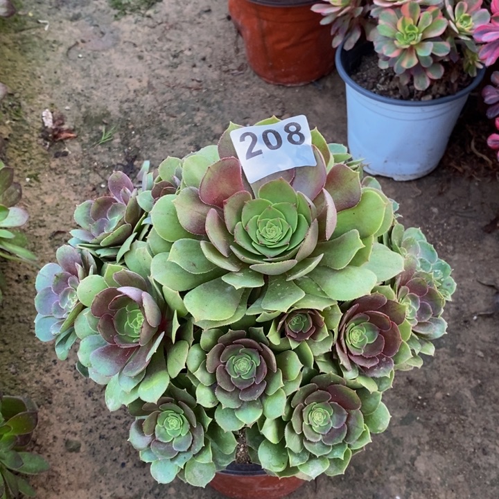 208万圣节手捧多肉