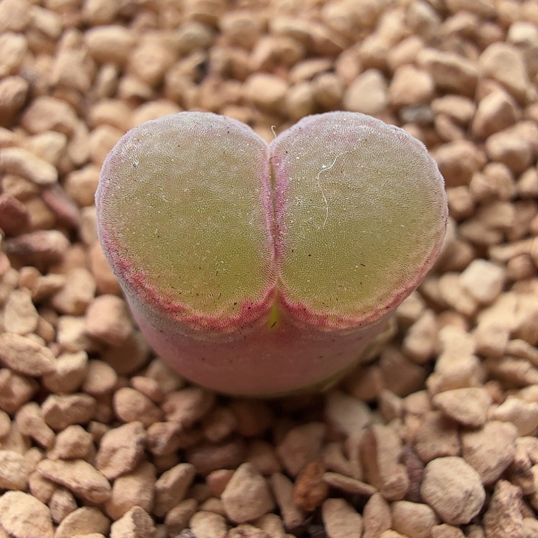 3.26.22/粉红女郎新头/三年