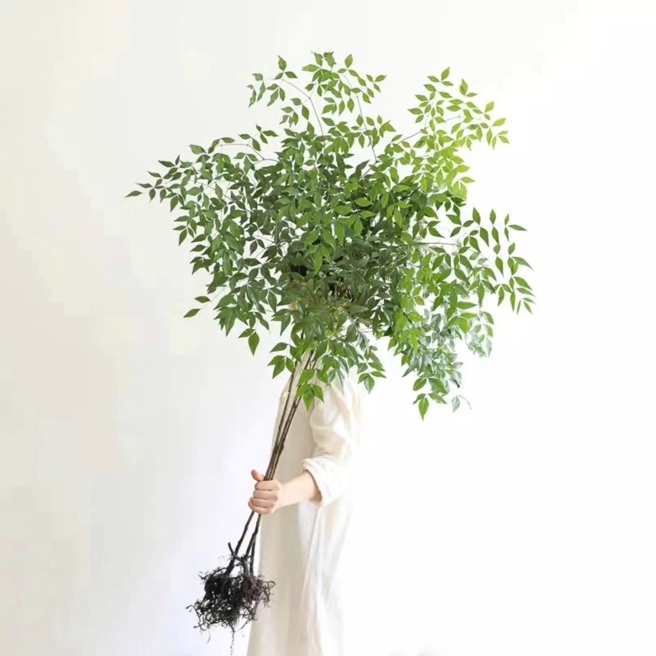 带老桩根南天竹水培盆栽绿植室内客厅办公室盆景