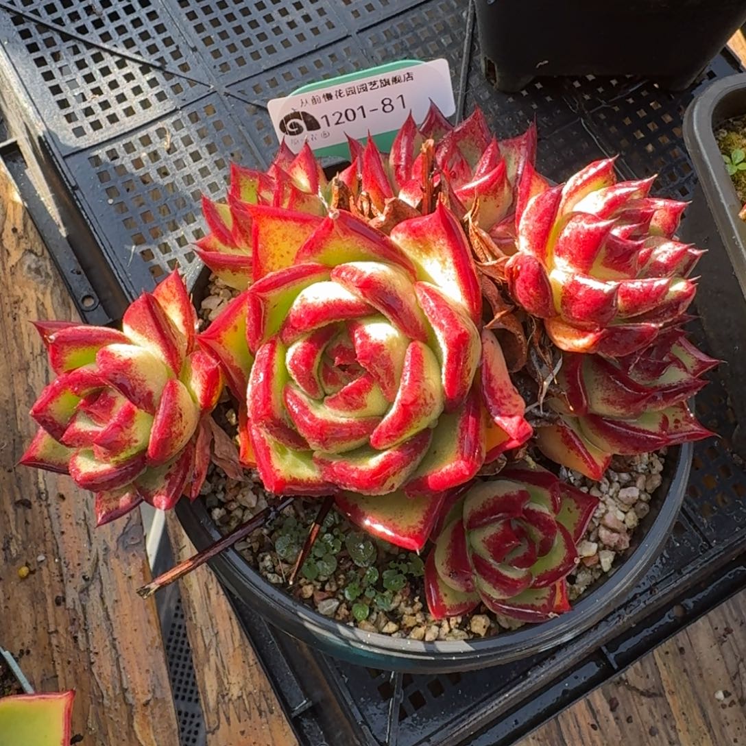 从前慢多肉精选编号1201.81