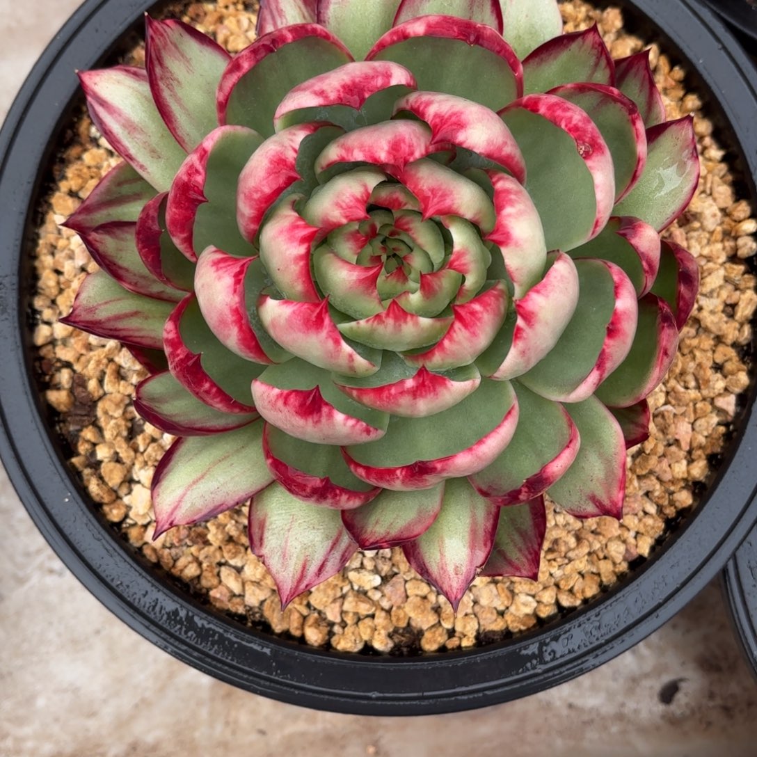 娇***@惊鸿仙子 好看好看好看