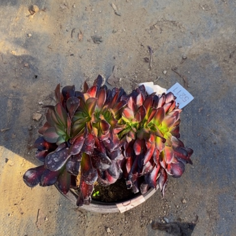 花娜锦多肉植物5459