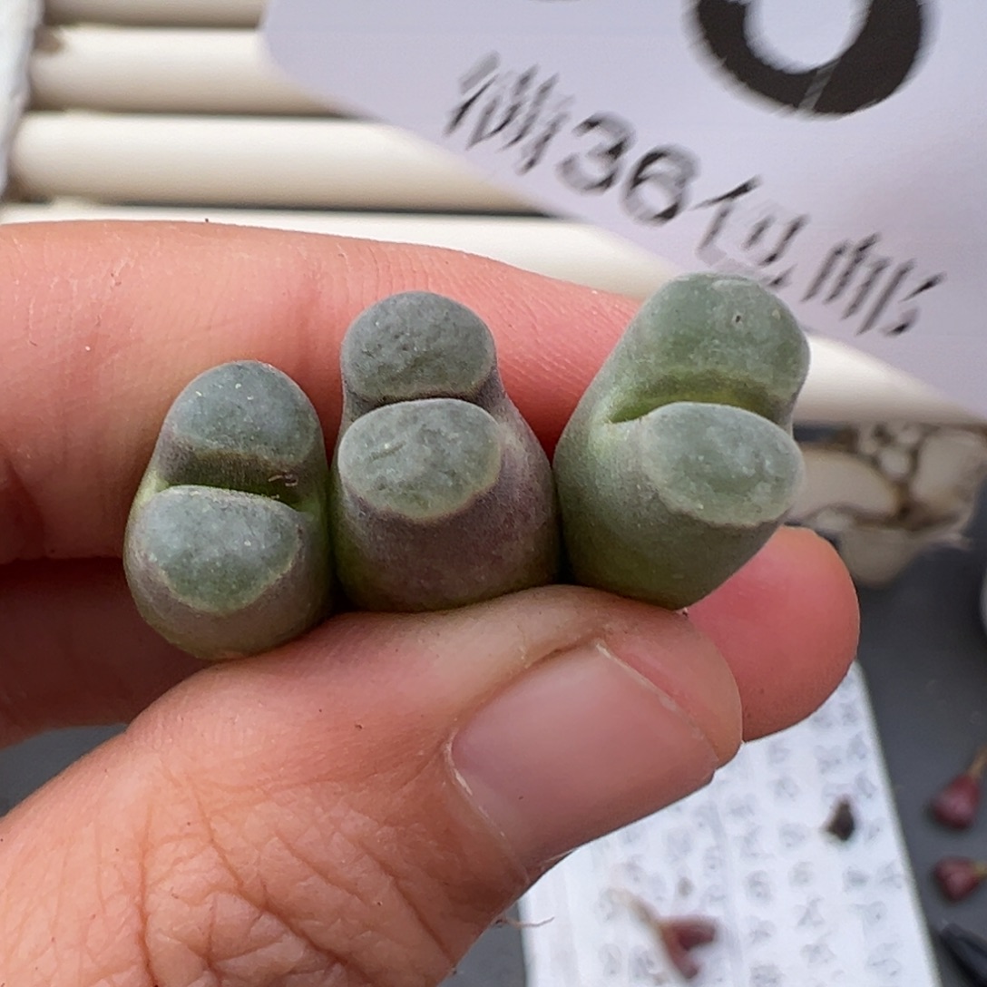 12.28好看的多肉脱土发货951