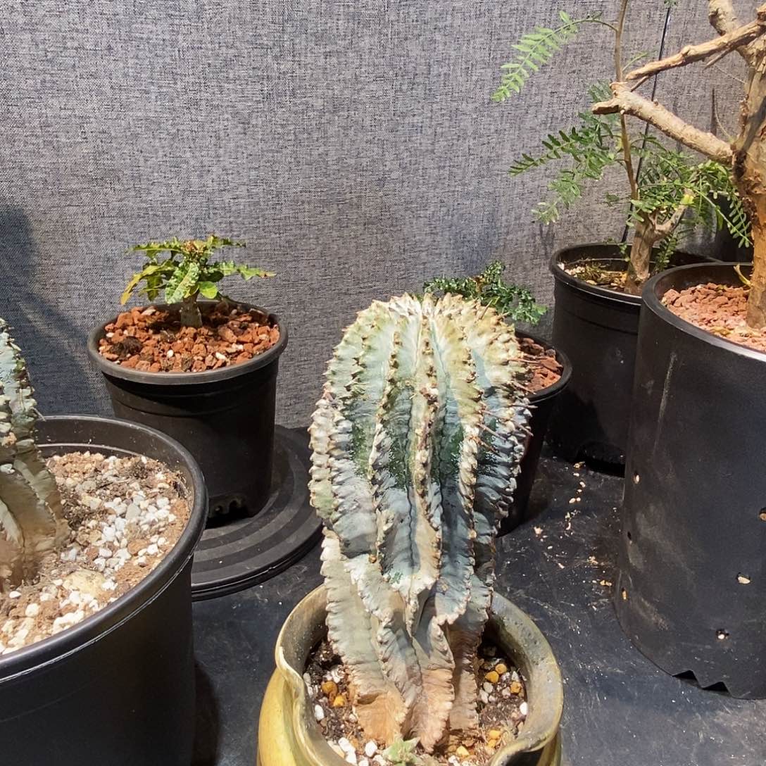 靖***哥白衣魁伟玉带盆包邮